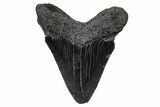 Serrated, Fossil Megalodon Tooth - South Carolina #341470-1